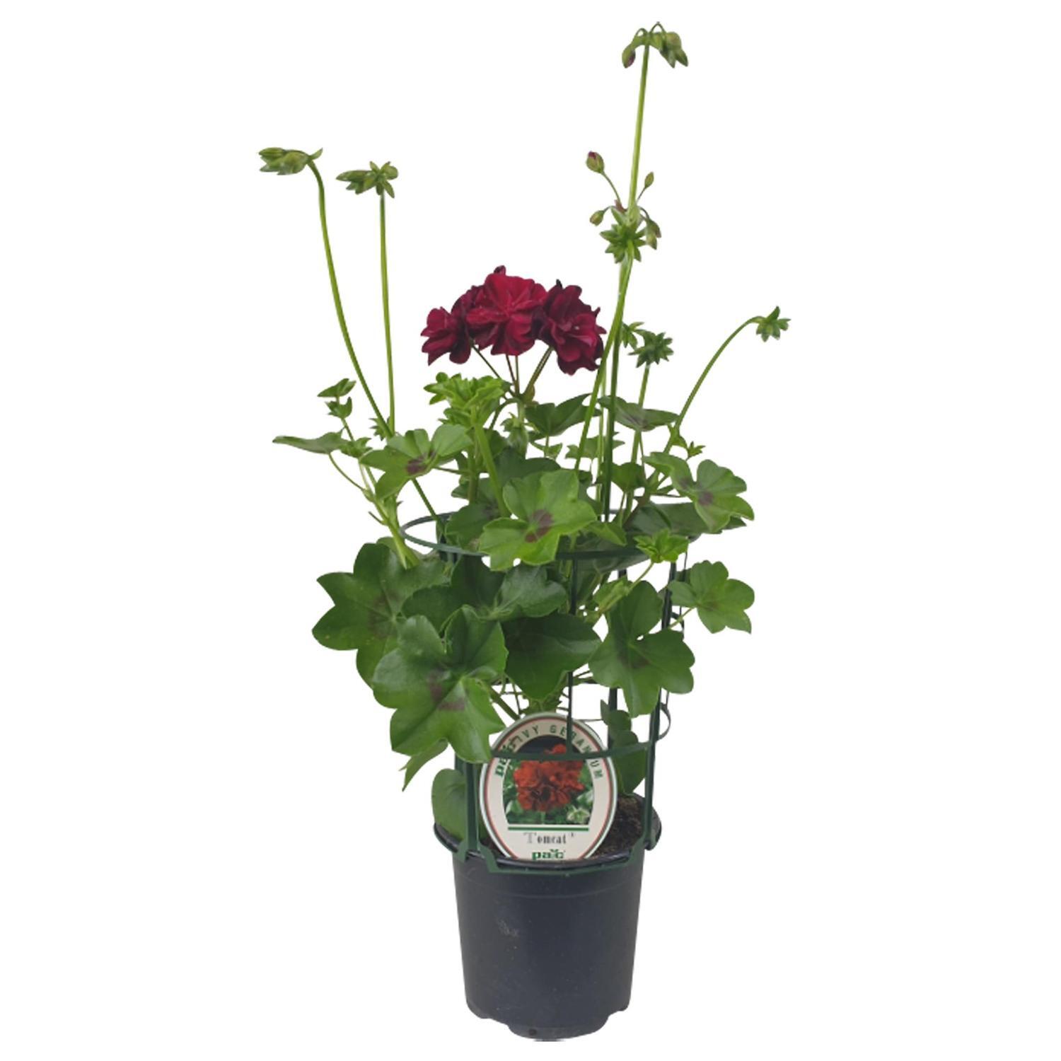 Pelargonium Ivy Tomcat