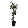 Dwarf Meyer Lemon Tree