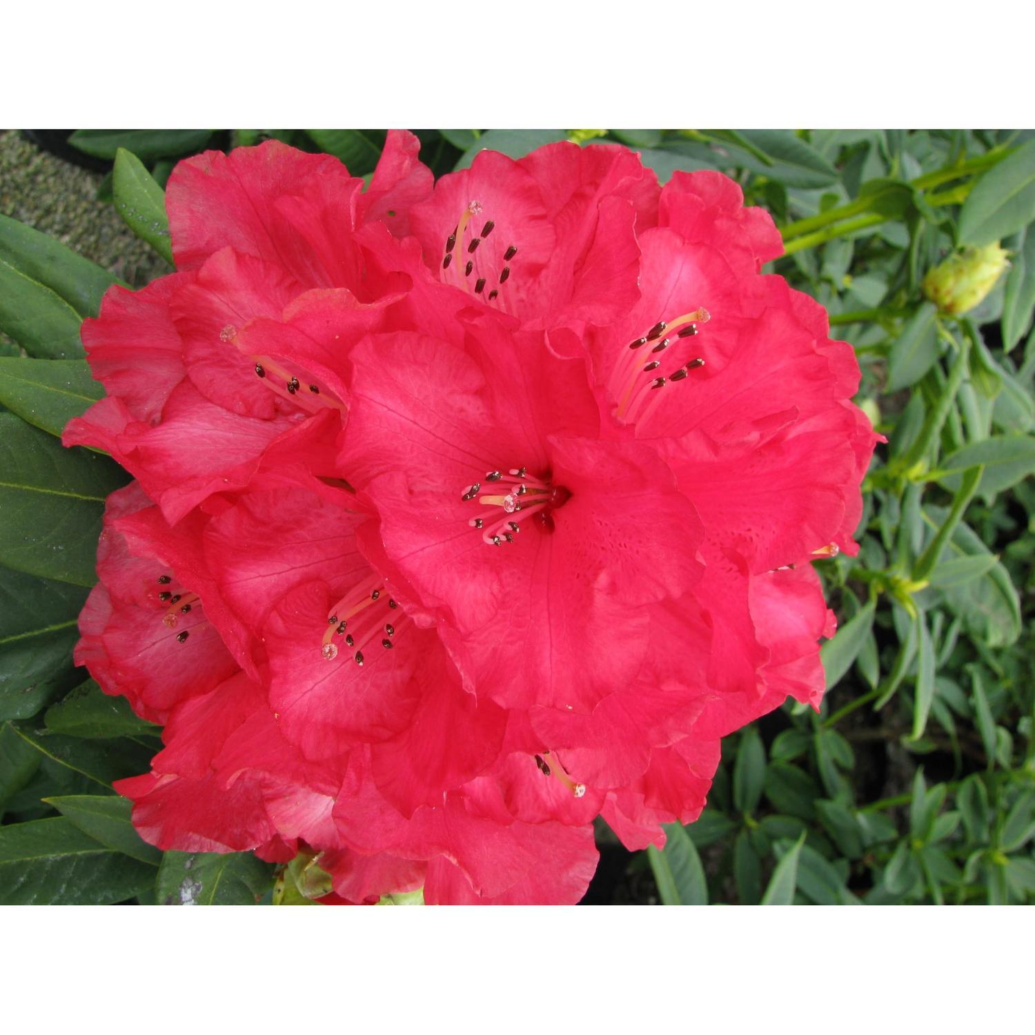 Rhododendron Cornubia