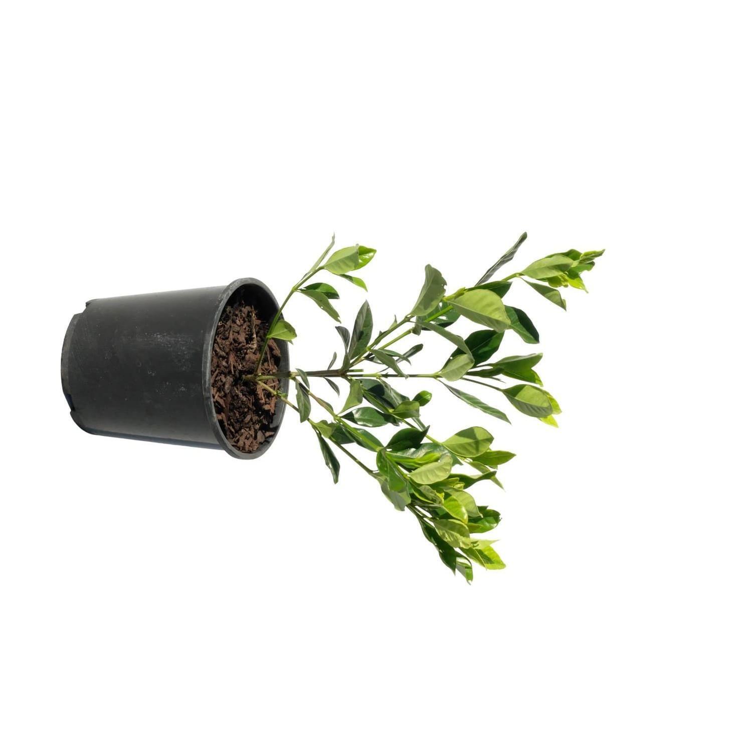 Gardenia Veitchii