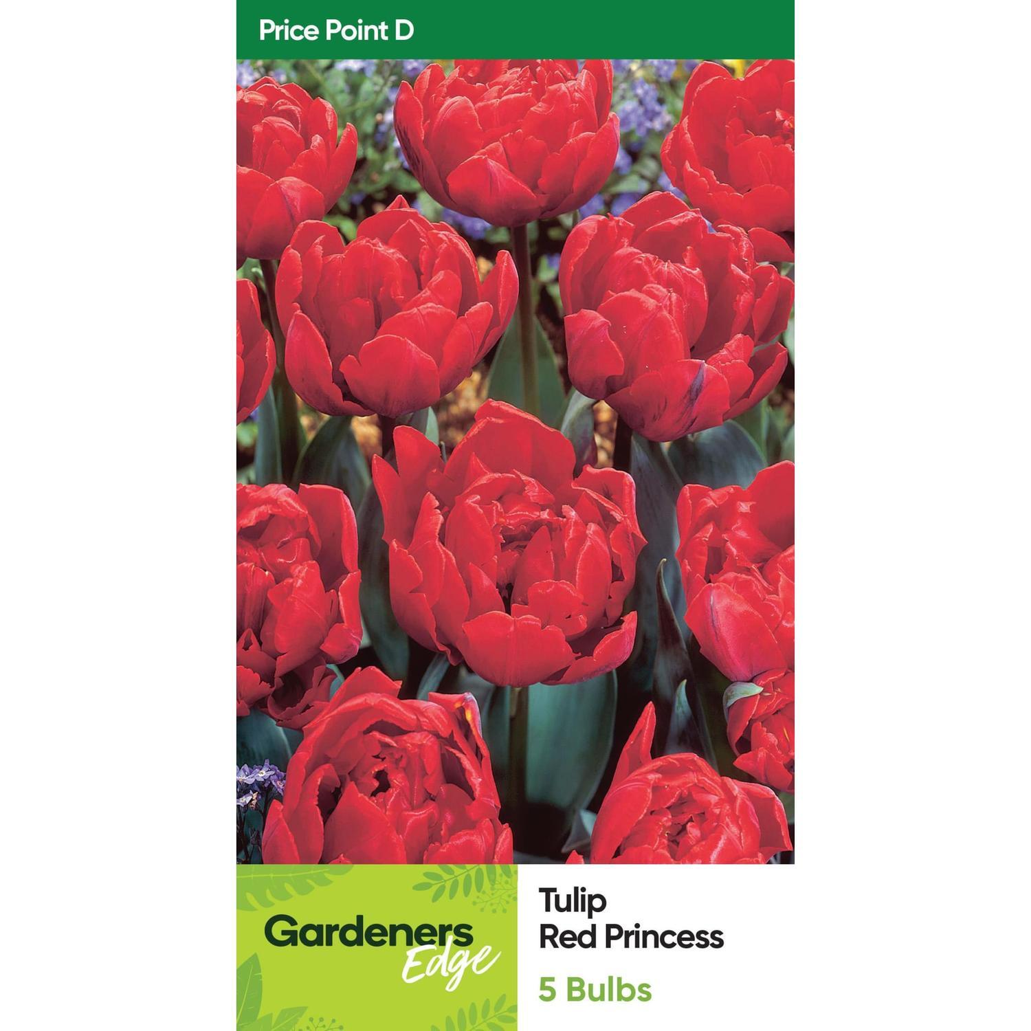 Tulip Double 'Red Princess'