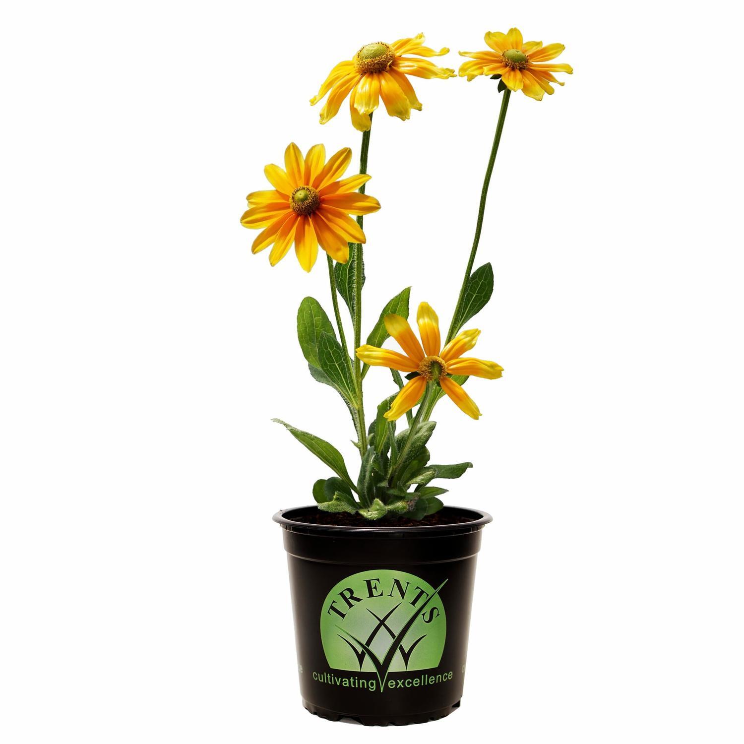 Rudbeckia Prairie Sun