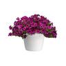Petunia Royal Sky