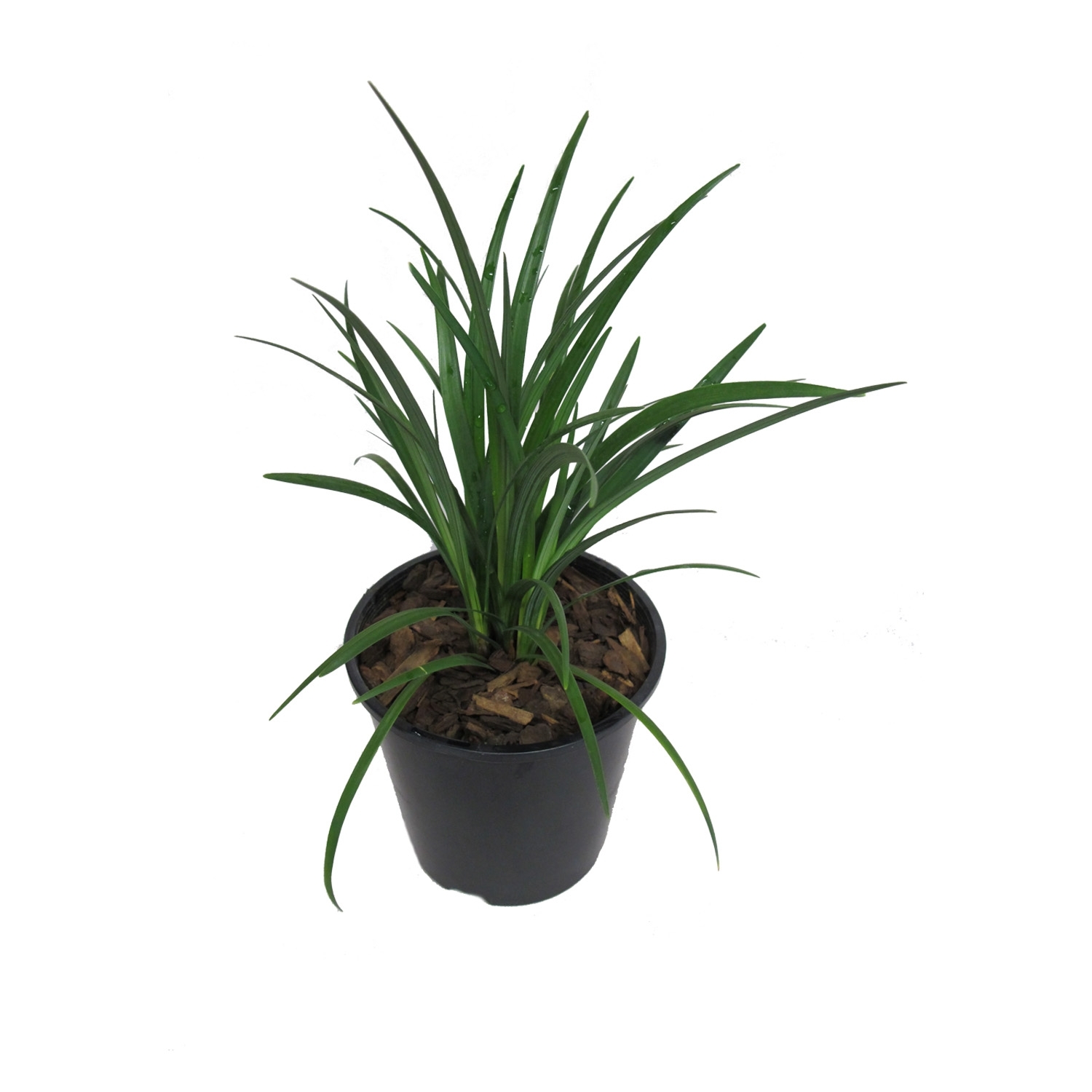 Liriope Evergreen Giant
