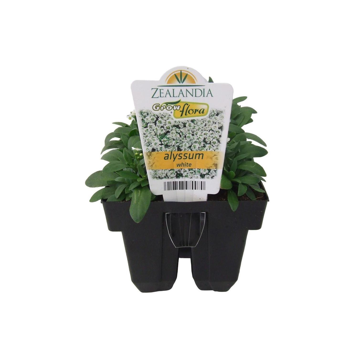 Alyssum