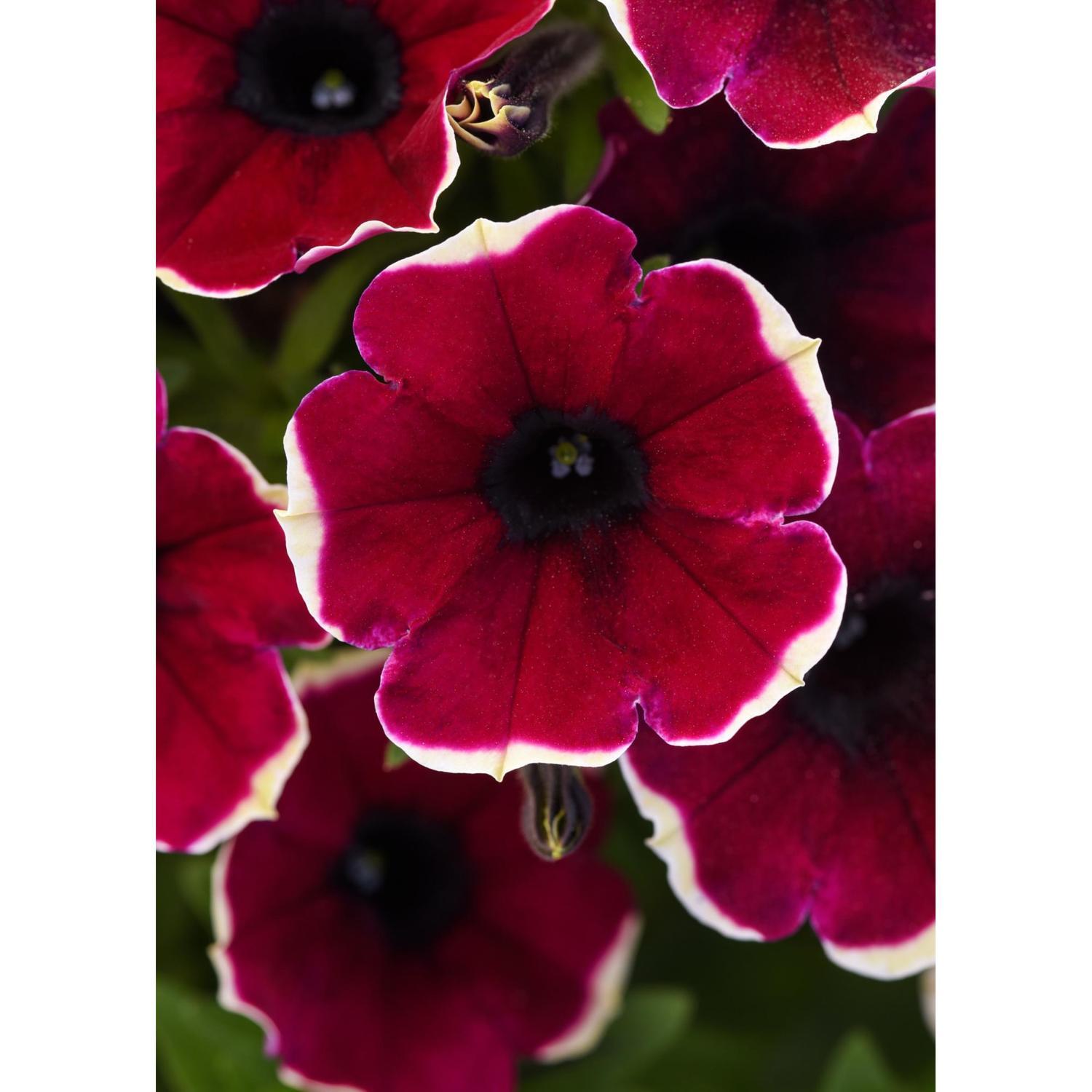 Petunia Burgundy Bliss 1.5 litre