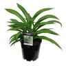 Arthropodium Parnell 3.3L