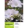 Freesia Single White Snowlace 10 pack