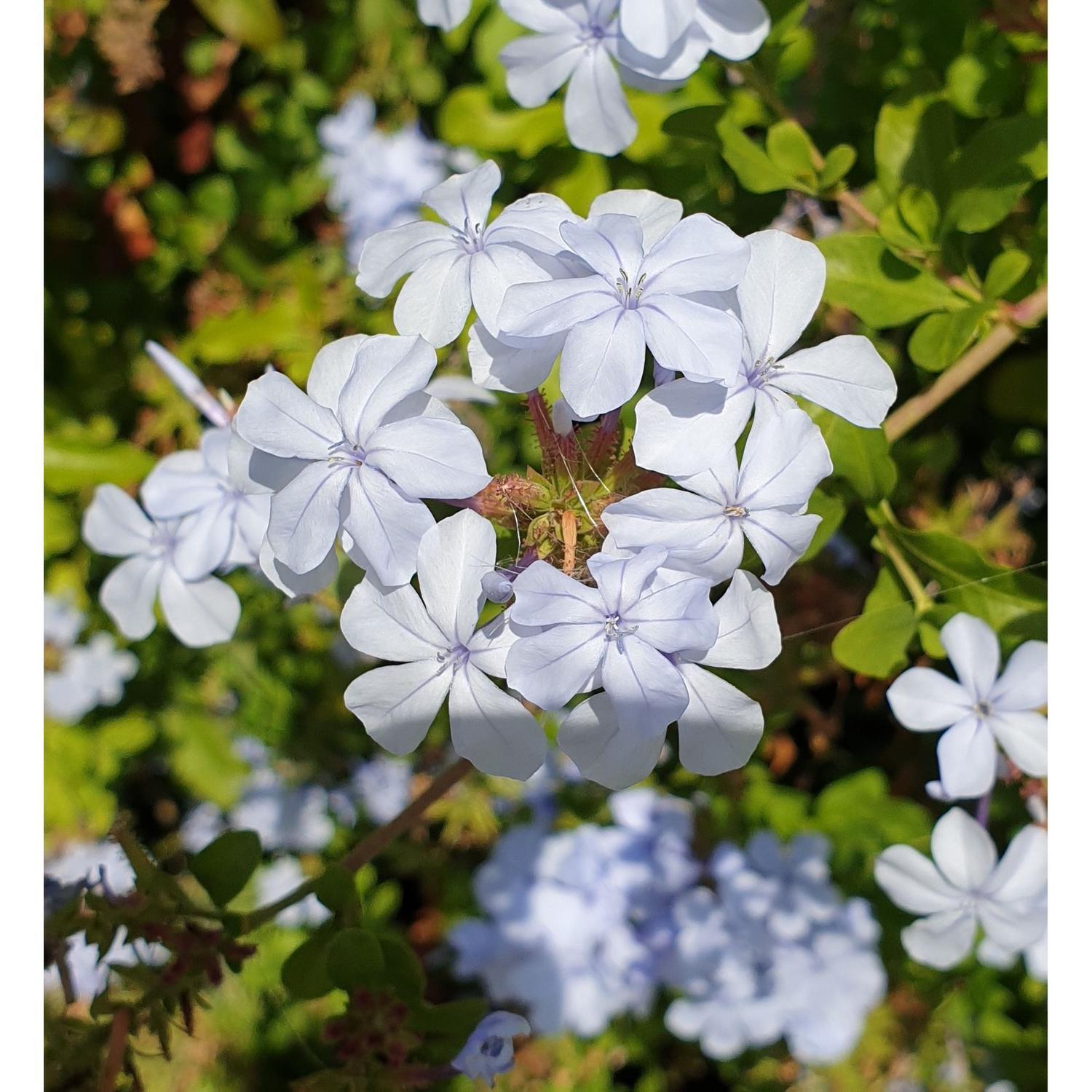 Plumbago Capensis