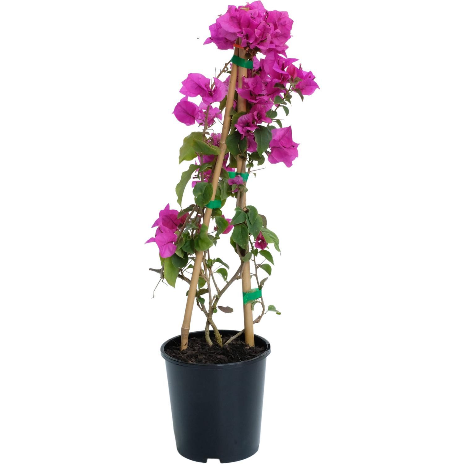 Bougainvillea Bambino Little Guy