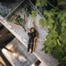 X-series Bypass Pruner P961
