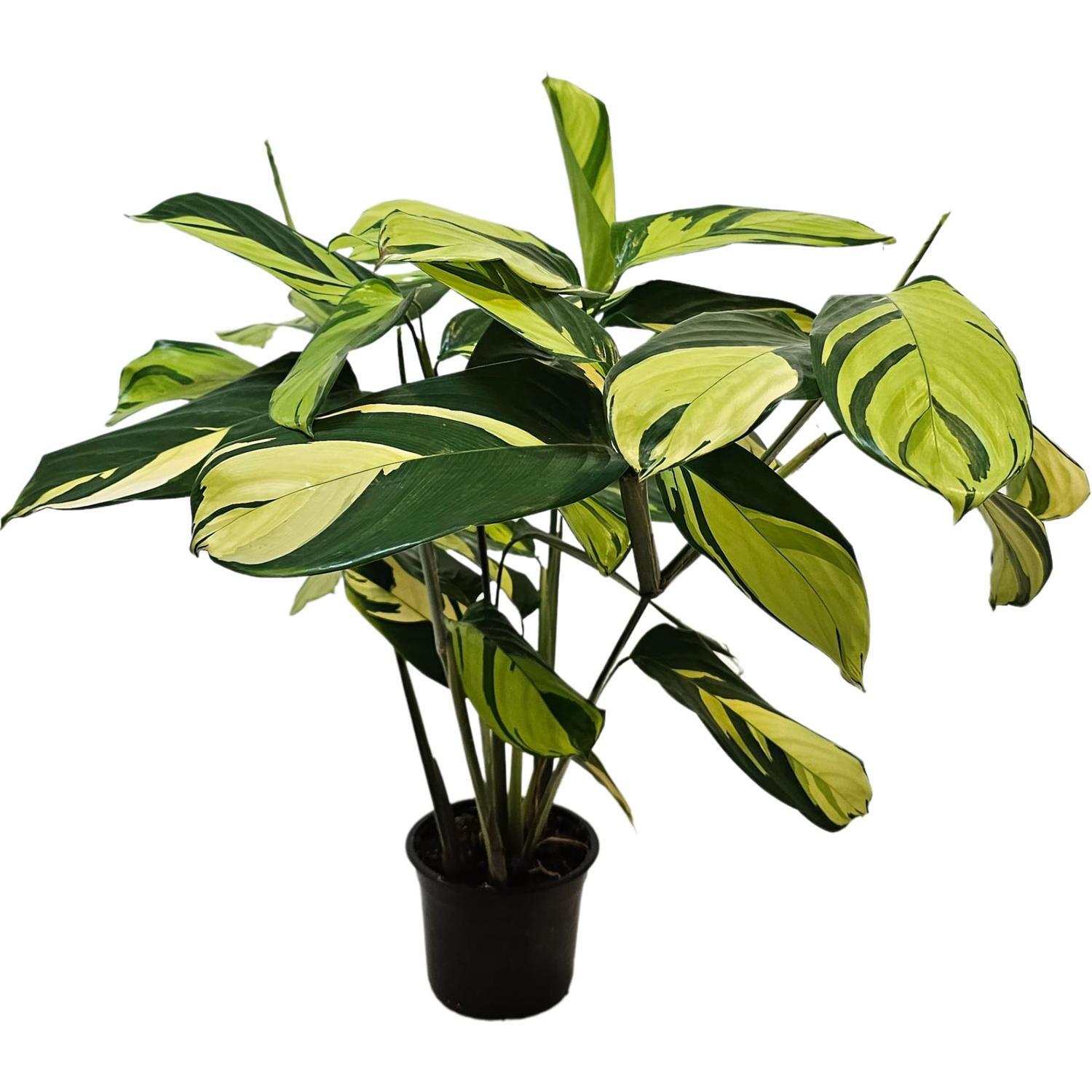 Ctenanthe Golden Mozaic 14cm