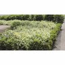 Trachelospermum Jasminoides