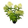 Hydrangea Limelight 3.5 litre