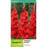 Gladioli Bonfire 10 Pack