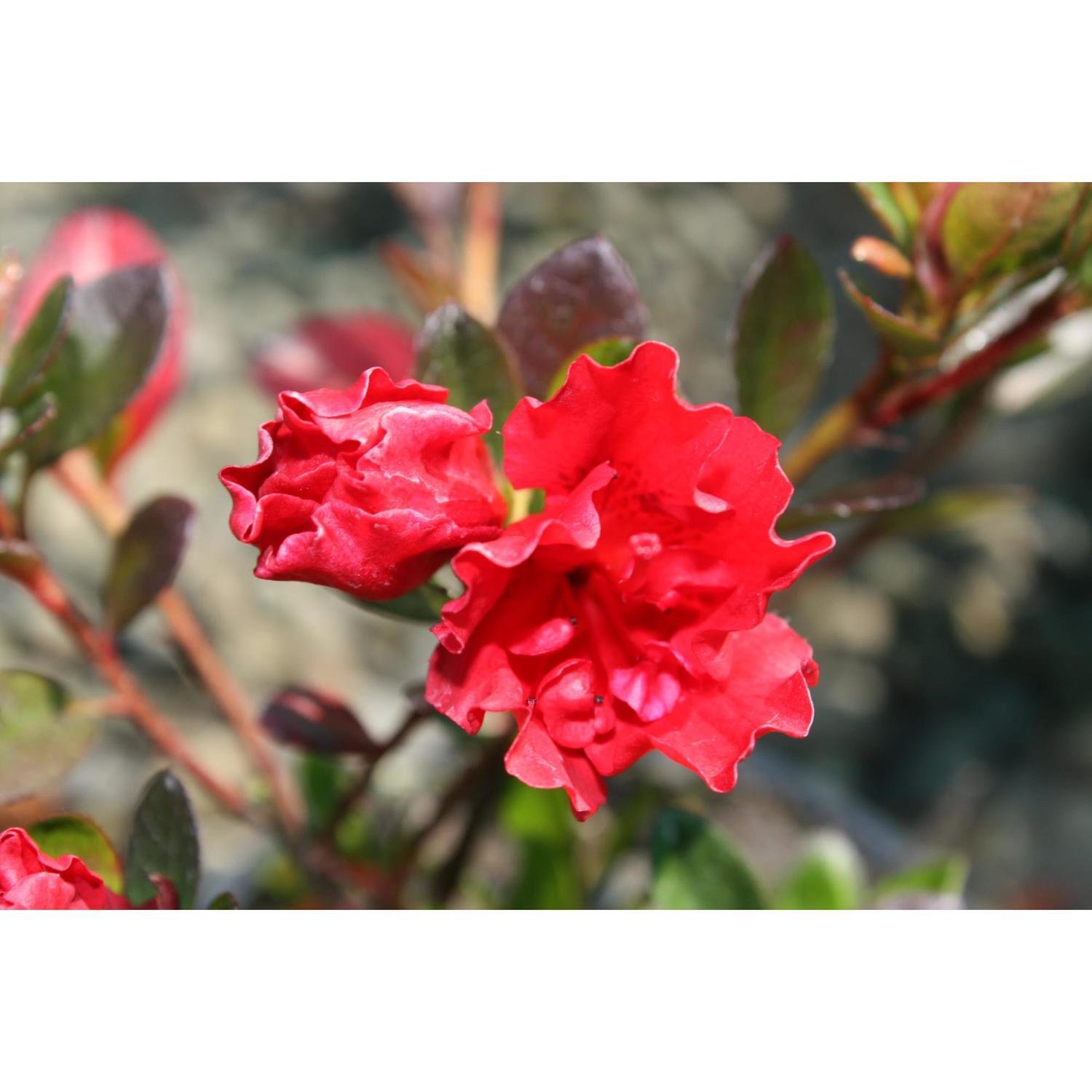 Azalea
