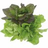 Lettuce Salanova 6 pack