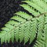Dicksonia squarrosa 3.3 litre