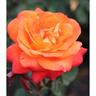 Rose Showpiece Tangerine 17cm
