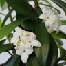 Daphne Perfume Princess White