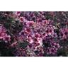 Leptospermum Huia