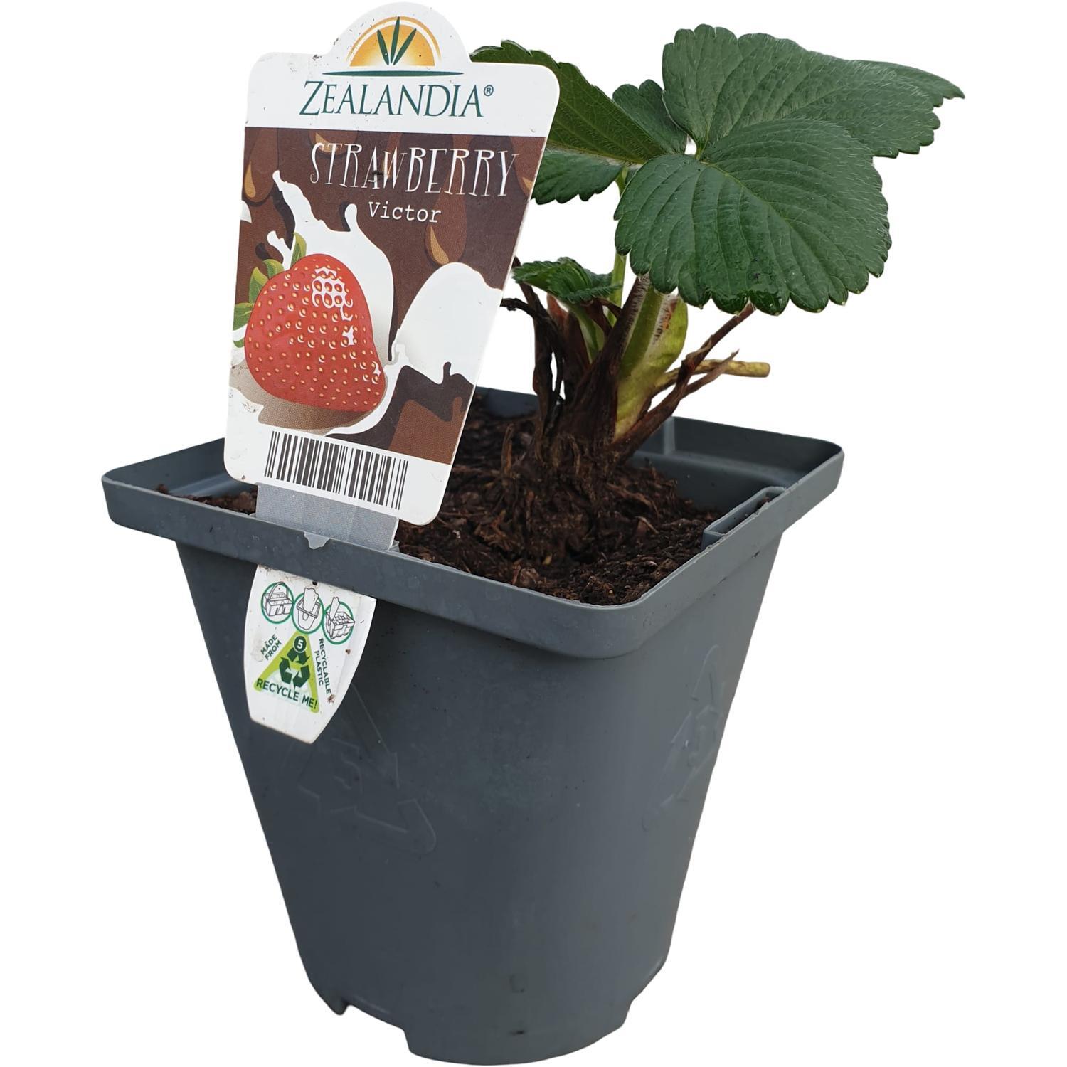 Strawberry Victor 10cm