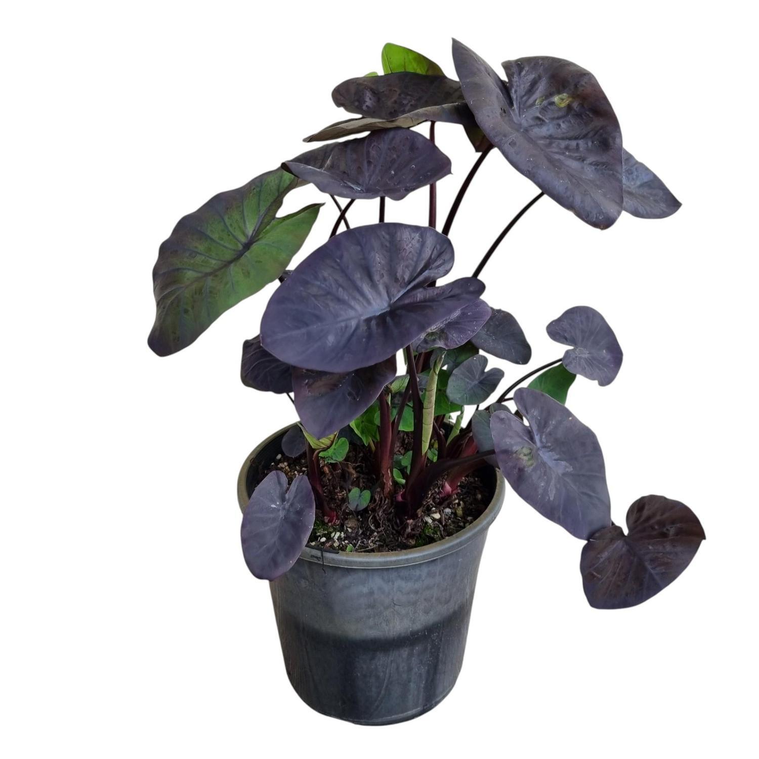 Colocasia Black Coral 3.3L