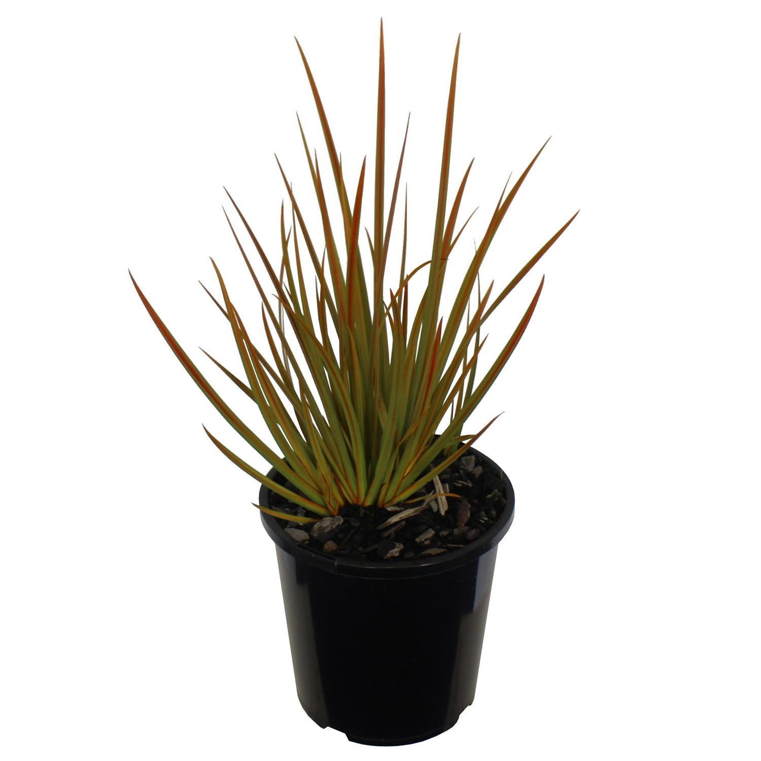Libertia Perigrinans 2.5L