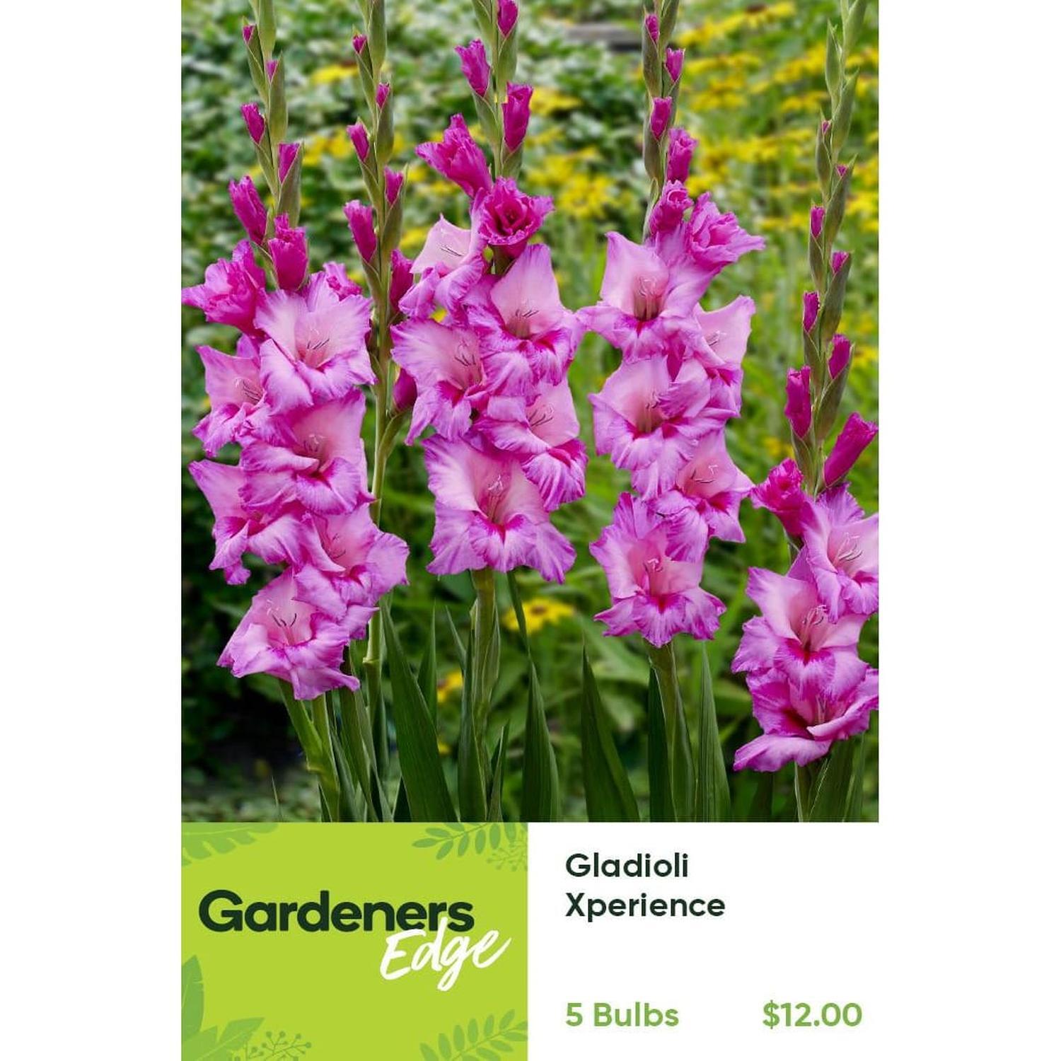 Gladioli Xperience Pack of 5