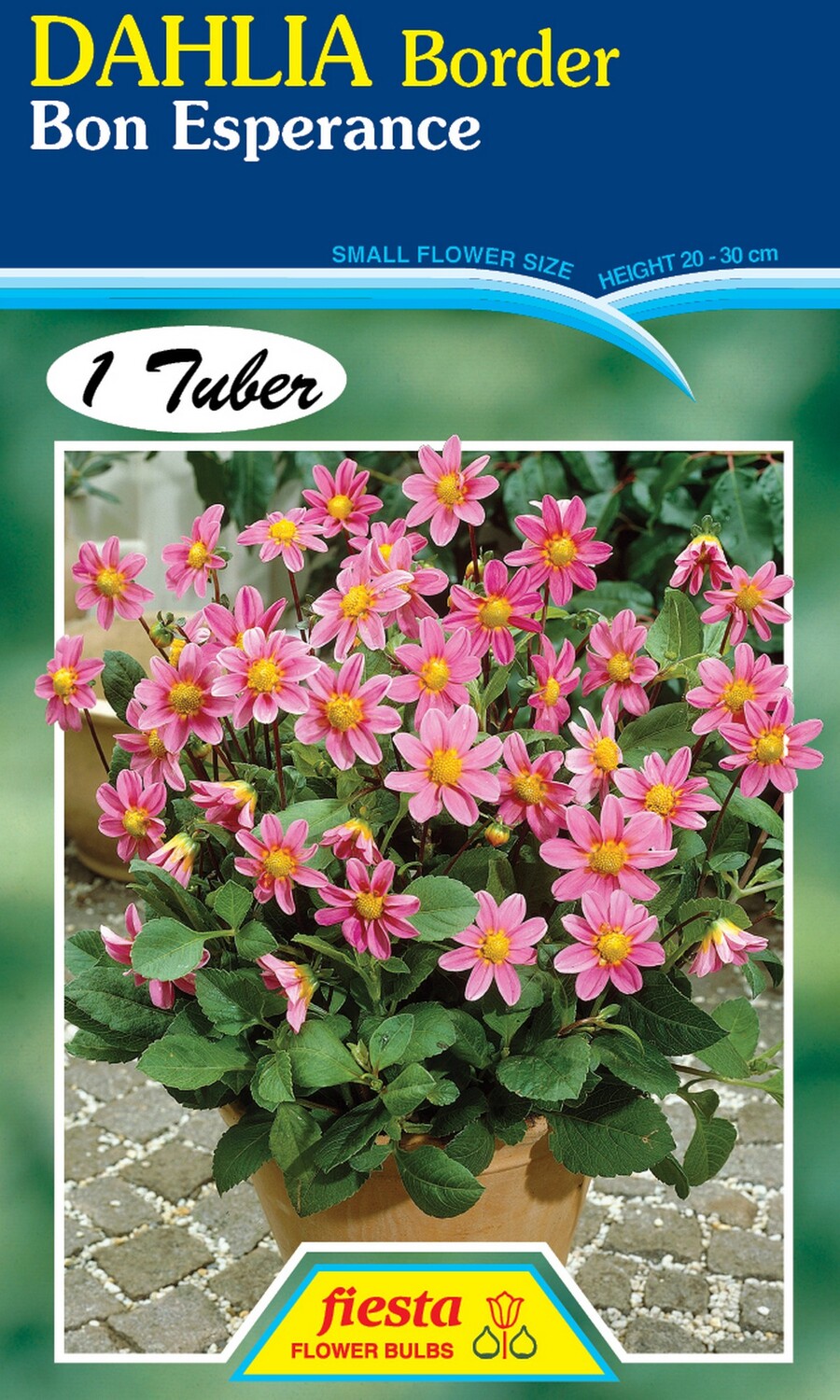 Dahlia Single Bon Esperance 1 Pack