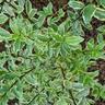 Pittosporum Tenuifolium Variegata 6L