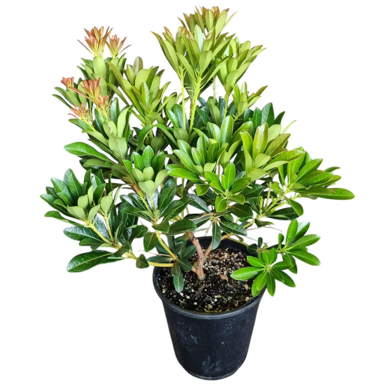Pieris Temple Bells 'Lily of the valley' 3.3L