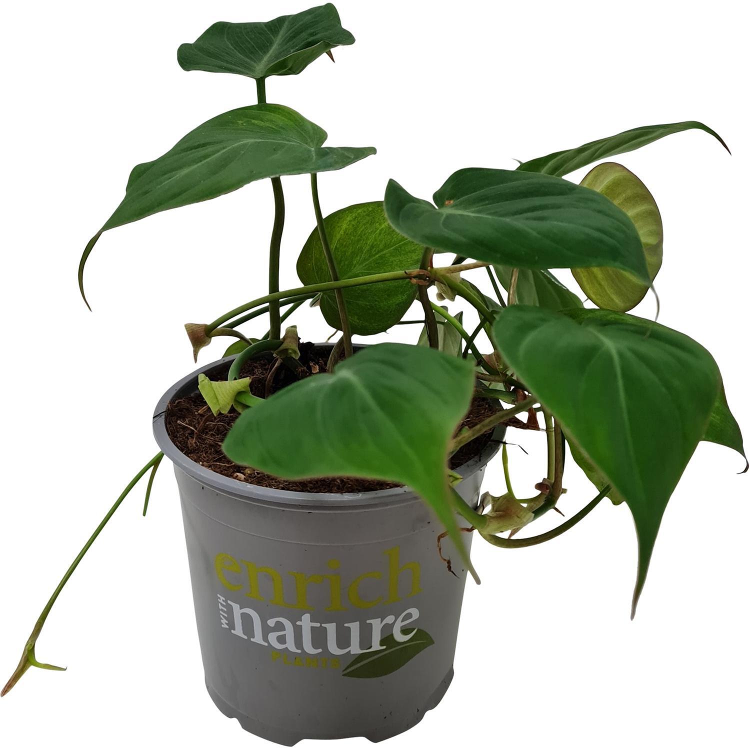 Philodendron Micans