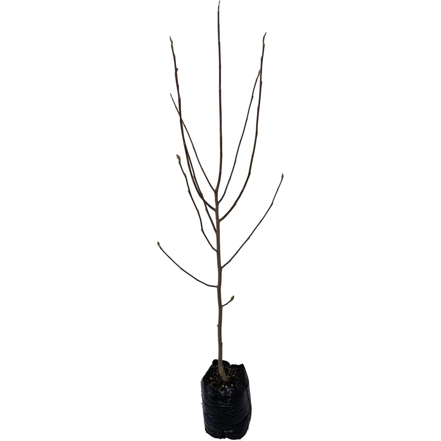 Magnolia Black Tulip
