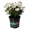 Federation Daisy Purity 14cm