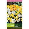 Daffodil Fragrant Mix