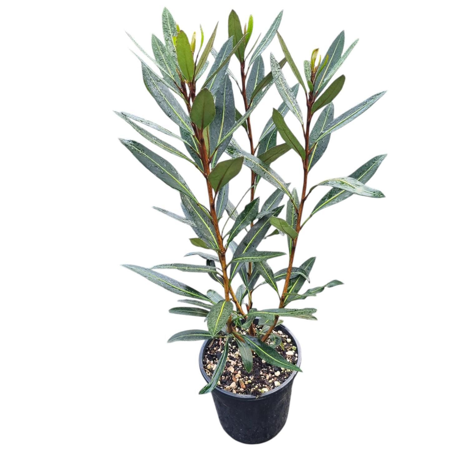 Pseudopanax Sabre  4L