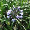 Agapanthus Streamline