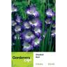 Gladioli Nori Pack of 5