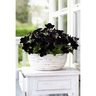 Crazytunia Black Mamba