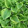 Hosta Ellerbroek