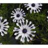 Osteospermum Starry Eyes