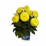 Dahlia Hypnotica