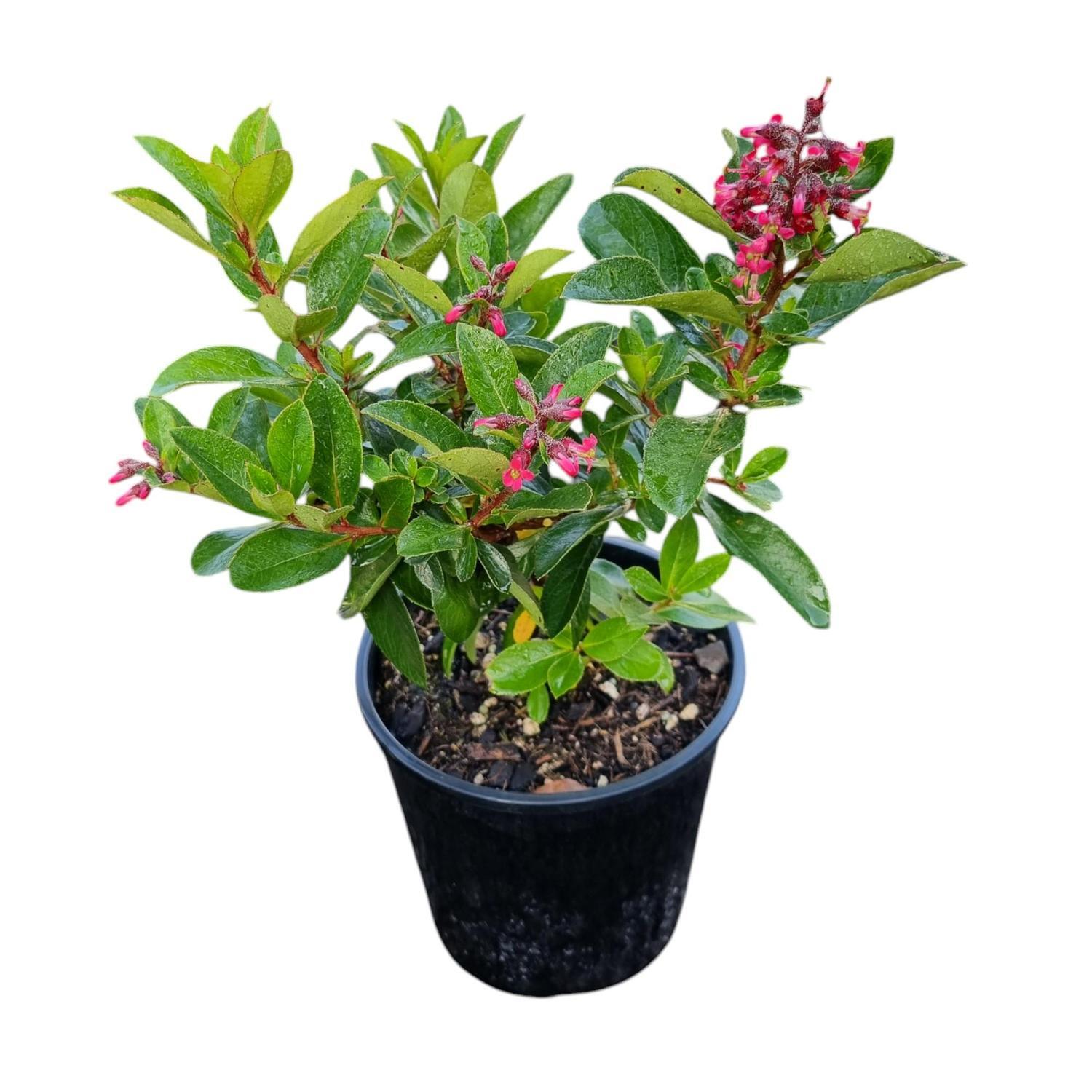 Escallonia Red Knight 2L