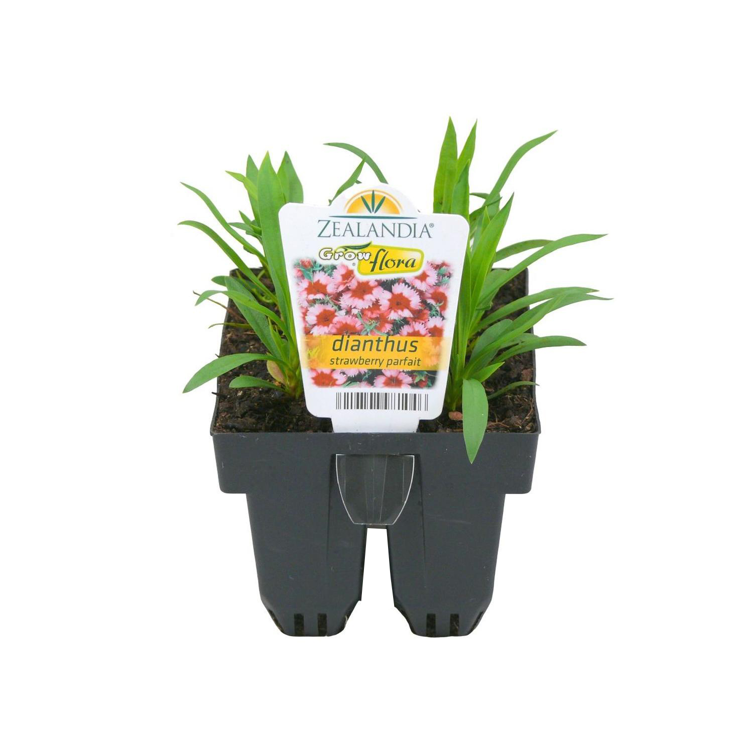 Dianthus Parfait