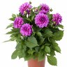 Dahlia Hypnotica