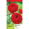 Ranunculus 'Red'