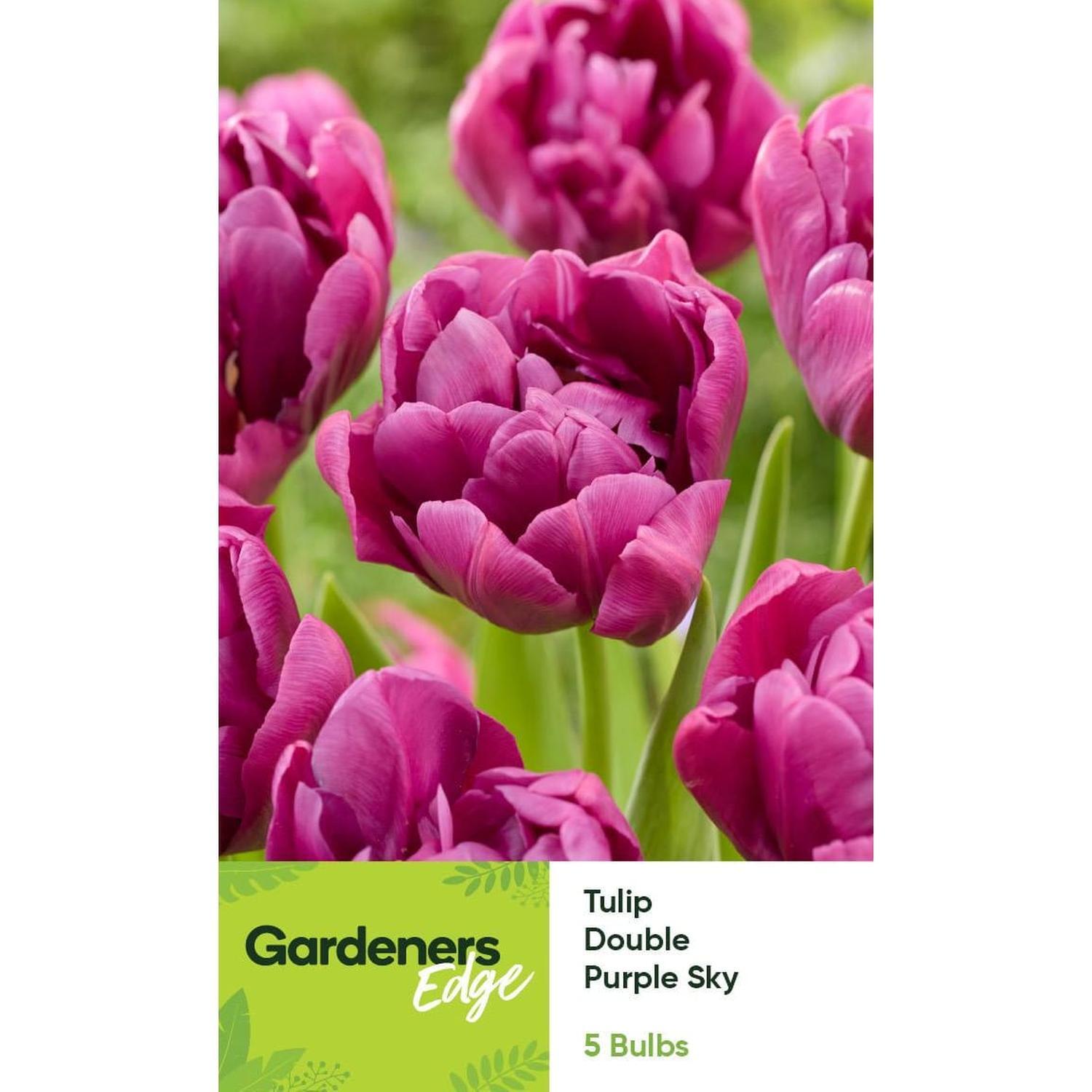 Tulip Peony Purple Sky 5 pack