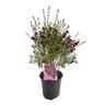 Boronia Purple Jared