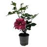 Flowering Hibiscus